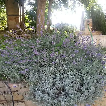 Casa Padronale - Delle Rondini * Carignano (Marche)